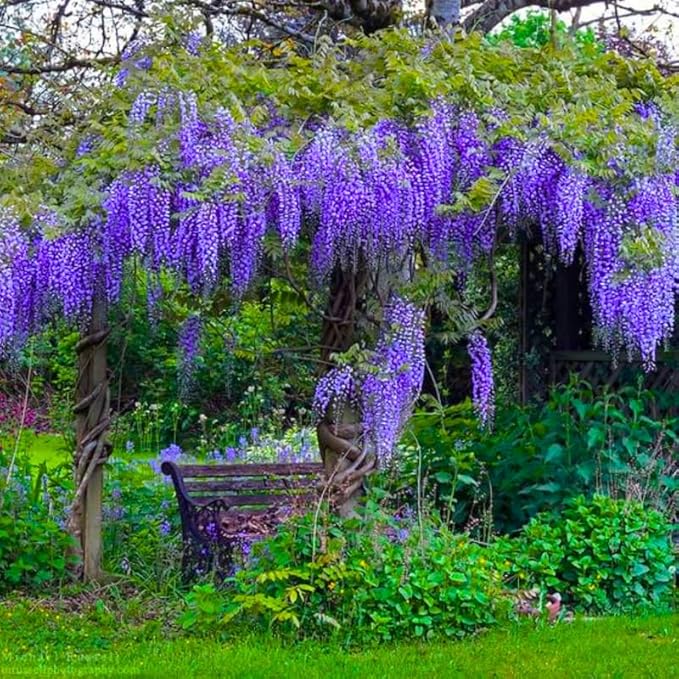 Wisteria Live Plant Seedling Tree in Pot, Dormant, Well-Rooted, 6-12" in Tall, Cold Hardy, Purple Blue Wistera