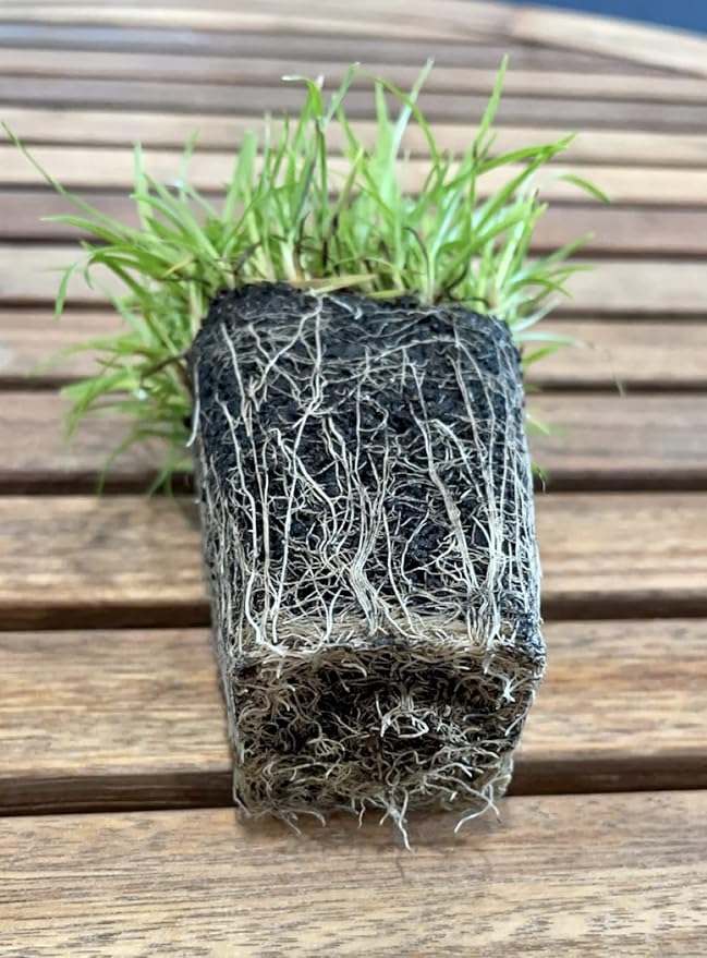 Centipede Grass Plug Tray | EZ Plug 50 Grass Plugs Per Tray