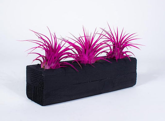 Air Plants 3 Pack - Tillandsia Ionantha - 3 Hole Planter - Organically Enhanced Color - Live Arrival Guaranteed - House Plants for Home Decor & Gift (3Pk Rose Pink + Black Planter)