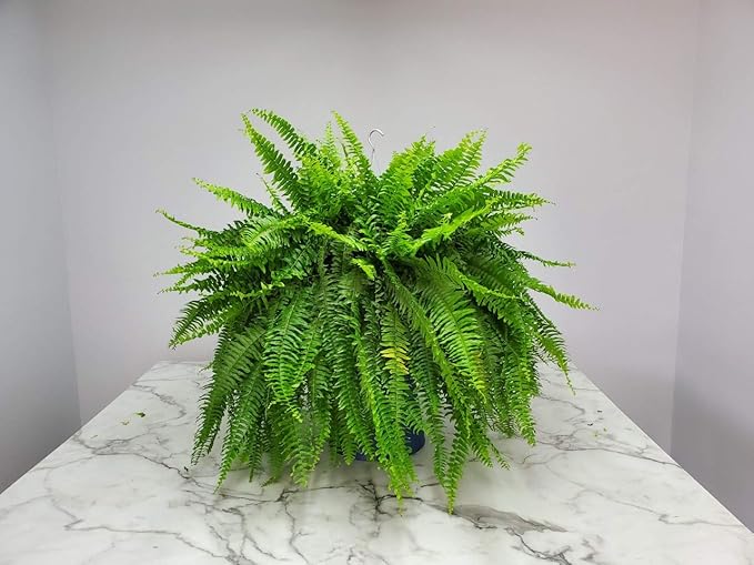 Live Boston Fern Hanging Basket – 12" Basket with 34” Wide Lush Green Fronds – Air-Purifying Houseplant – Pet Friendly & Easy Care for Home, Porch, Patio, or Office Décor