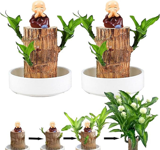 Brazilian Lucky Wood Plant Set, Natural Fortune-Bringing Ornaments Suitable for Office Desks, Desks, and Bedrooms (Purple Monk)