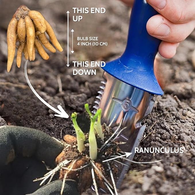 Ranunculus Bulbs for Planting, 25 Purple Ranunculus Bulbs for Fall Planting, French Peony Ranunculus Corms Bulk Ranunculus Flowers Buttercups, Butterfly Ranunculus Bulbs to Grow
