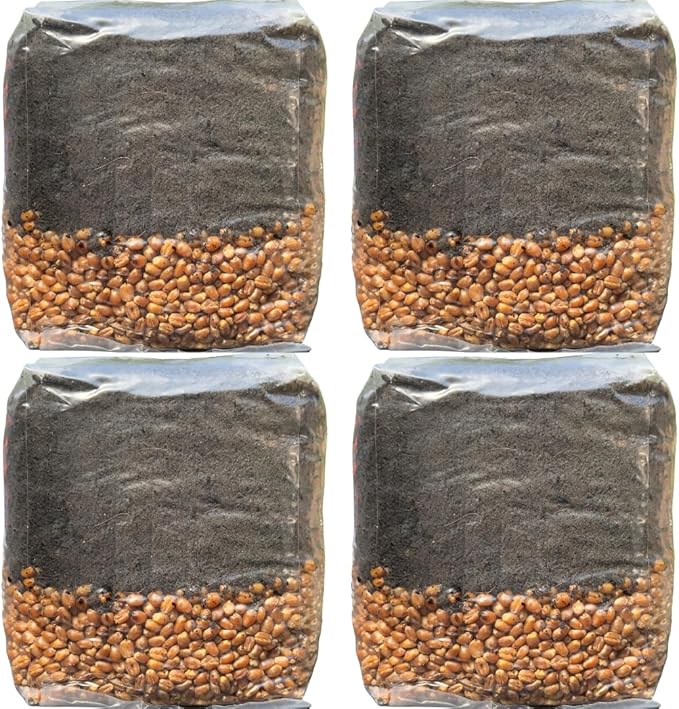 Mushroom Grow Kit - Magic All in One Mushroom Grow Bags - 4 Pack