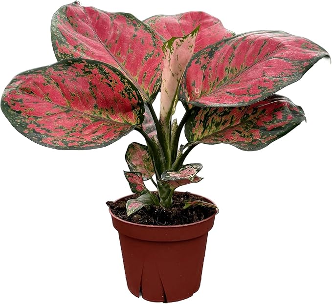 CoollectivePlants Aglaonema Red Valentine – Live Plant in 4″ Grower’s Pot, Chinese Evergreen Indoor Plant with Pink and Green Leaves, Easy Care, Includes UniHeat Pack for Winter Protection
