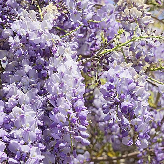 American Wisteria Tree Live Plant, 6 to 12 Inch Tall, Wisteria Vine Live Plant, Fragrant Wisteria Flowers Potted