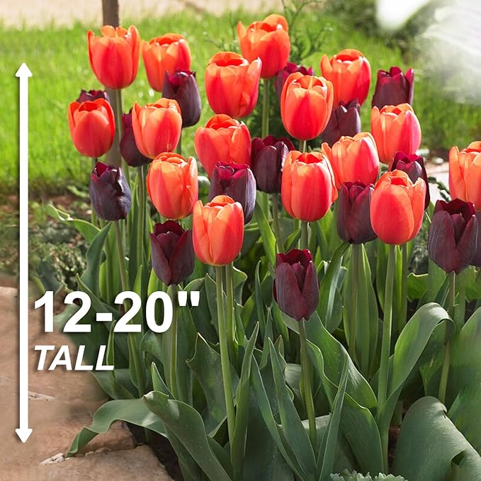 Garden State Bulb Maroon and Orange Mix Triumph Tulip Flower Bulbs, 12/+ cm, Fall Planting (Bag of 100)