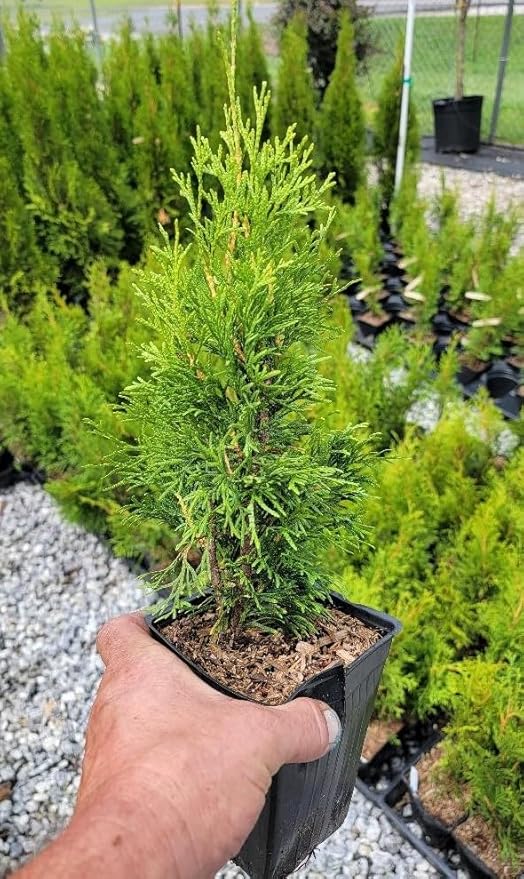 (4) - Emerald Green Arborvitae (Thuja) - Live Plant - (1 QT) (4 Live Plants)
