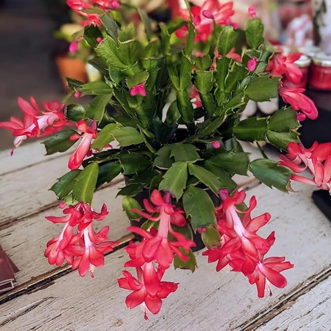 2 Christmas Cactus Plants Live, Starter Holiday Thanksgiving Cactus Plant for Indoor Outdoor Houseplants, Fasle Easter Cactus Plants Like, Cold Hardy, 5-9" in Tall, No Pot (Red)