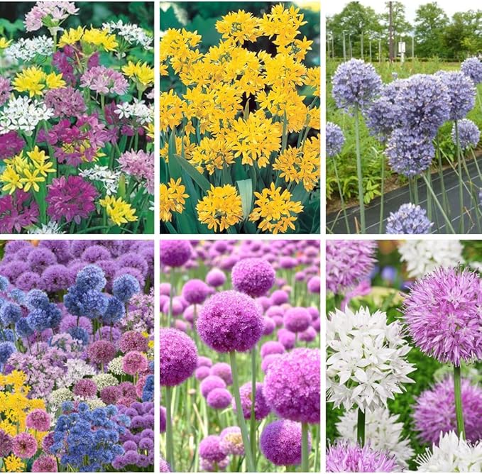 25 Mix Allium Bulbs, Allium Bulbs for Planting Fall Spring Garden Outdoors, Colorful Ornamental Flowering Onion Bulb, Hardy Perennial Flower Bulb