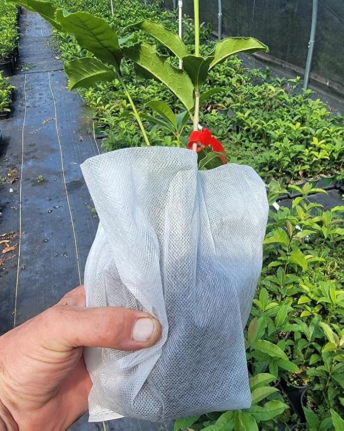 New Life Nursery & Garden / - Red Flowering Fragrant Tea Olive (osmanthus) / - Quart Pot