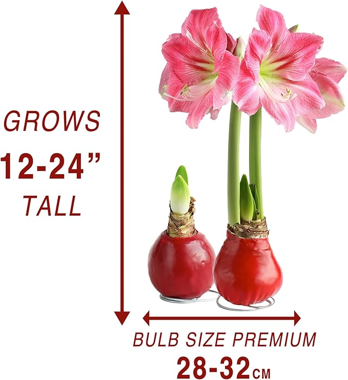 Bloomingbulb Red Waxed Amaryllis with Pink Flower 🌷 No-Soil Perennial Bulb for Indoor Display – Effortless Winter Bloom with Elegant Pink Petals