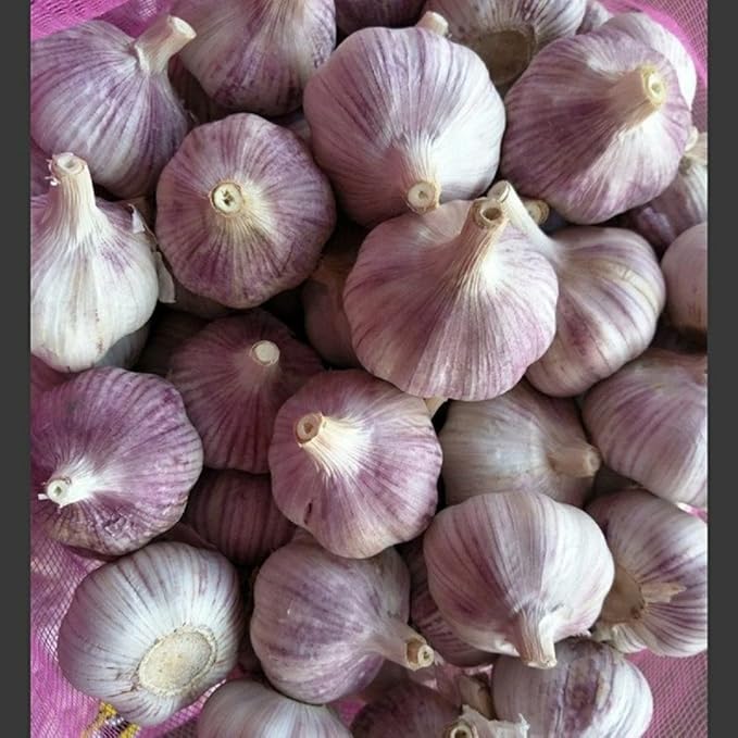 Garlic Bulbs Whole, Early Purple Italian Garlic Bulbs, 2 Bulbs, This Garlic is ready for Eating or Planting, Cool Beans N Sprouts
