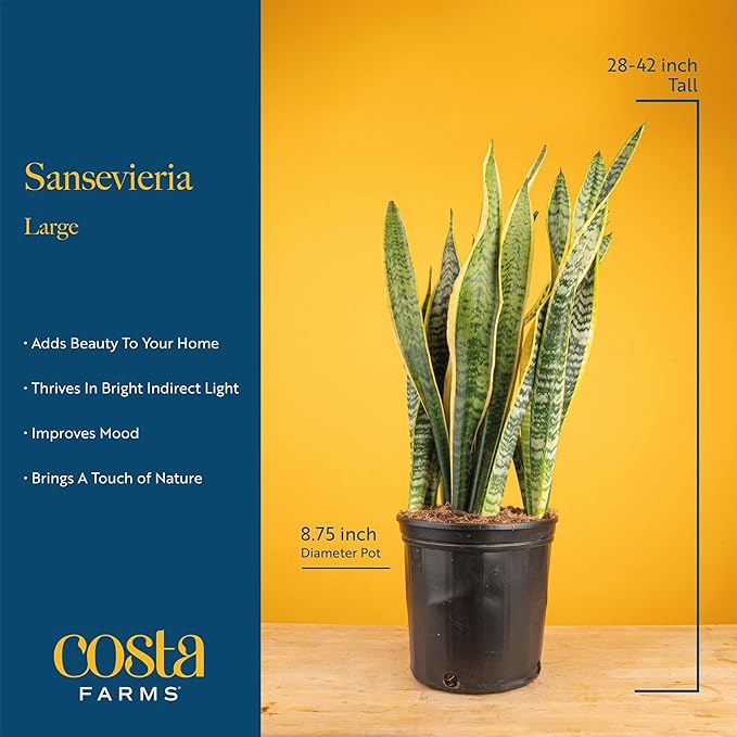 Costa Farms Premium Live Indoor Snake Sansevieria Floor Plant Shipped in Décor Planter, 2-Feet Tall, Grower's Choice, Green, Yellow