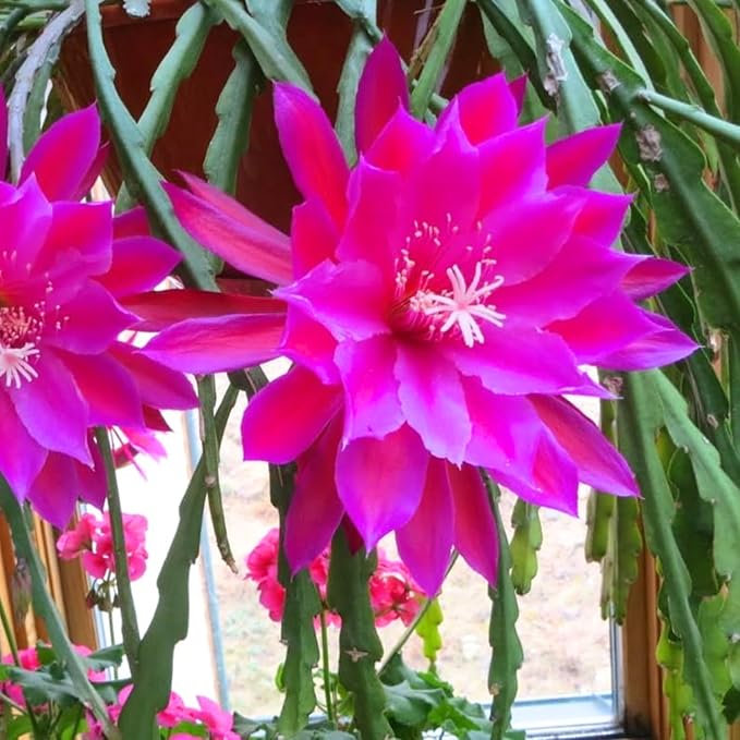 2 Pink Epiphyllum Plants Live, Epiphyllum Orchid Cactus Plant from 6 to 8 Inches Tall, Epiphyllum Rooted in 4 Inches Pot, Live Epiphyllum Orchid Cactus Plant for Garden