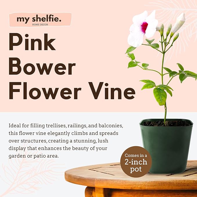 My Shelfie - Pink Bower Flower Vine, Pink Plant Vine for Trellises, Railings, Balconies, and More, 5-6 Inches Tall Live Plants in 2-Inch Pot, Outdoor Plant for USDA Zones 9-11 (3)