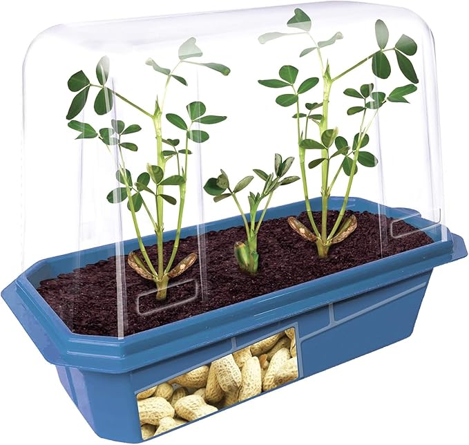 Peanut Plant Garden Kit, Grow Delicious Healthy High Protein Peanuts, Planting Indoor Seeds and Outdoor Gardening Plants, Includes Everything Needed Just Add Water