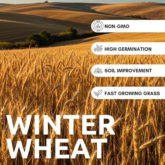 Wheat Cover Crop Seeds | Made in USA (1/2 Pound)