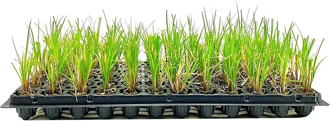 Nile Queen Papyrus | 10 Live Plants | Cyperus Shade & Wet Tolerant Aquatic Foliage