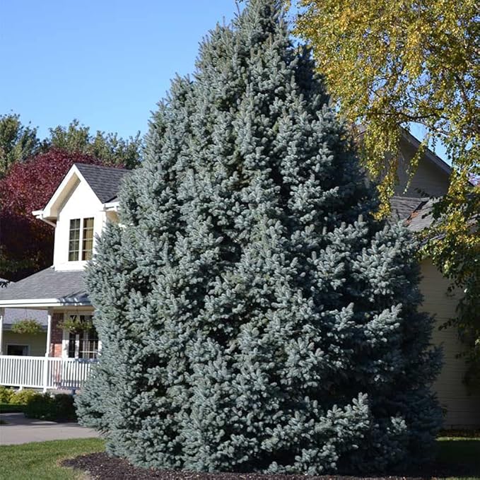 Colorado Blue Spruce Tree Plug Seedlings | 6"-12" | Arbor Day Foundation (5-Pack)