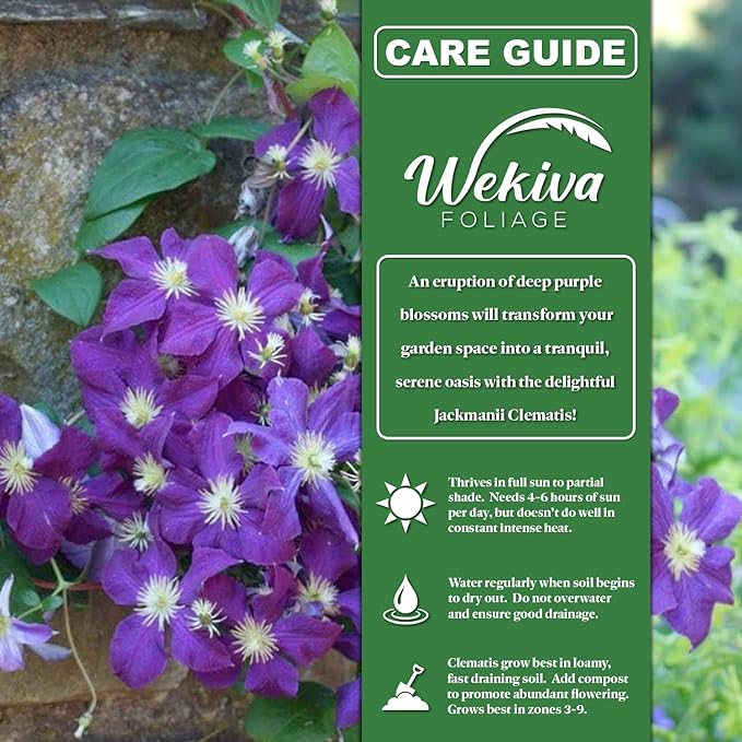 Clematis Jackmanii - 3 Live Starter Plants in 2 Inch Growers Pots - Starter Plants Ready for The Garden - Beautiful Violet Purple Flowering Vine
