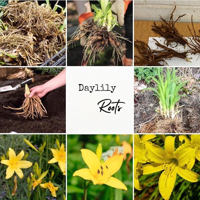 5 Yellow Daylily Bulbs for Planting, Reblooming Daylilies Bulbs, Perennial Flowers Bulbs
