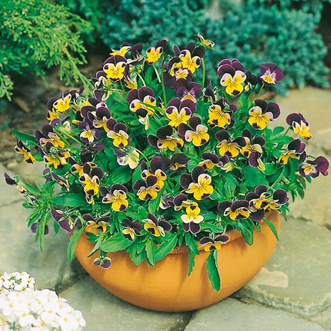 100 Johnny Jump Up Viola Seeds Wild Violet Pansy Seeds for Planting & Growing Perennial Garden Flower Seeds