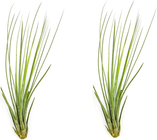 ragnaroc Air Plants - Tillandsia Juncea, Jumbo 8-12" - 2ct - Live Arrival Guaranteed - House Plants for Home Decor & Gift