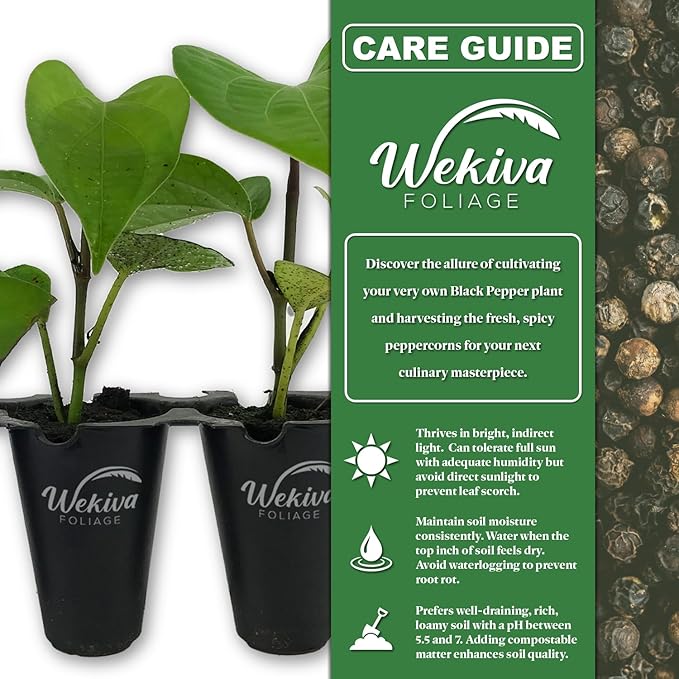 Black Pepper Plant - 1 Live Starter Vine - Piper Nigrum - Grow Your Own Spices in The Garden