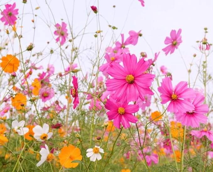 2000+ Cosmos Seeds – Easy to Grow Annual Flower Blend in Mixed Colors – Heirloom, Non-GMO, USA Grown – Throw and Grow Wild Flower Seeds for Garden and Landscaping