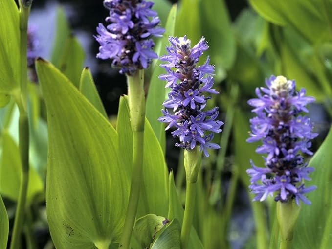 Pickerel Rush Live Pond Plant for Water Garden (Blue Pickerel Rush, 3)