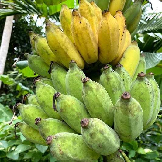 Thai Banana Tree Live Plant, Cold Hardy Banana Plant Live, Tropical Banana Fruit Seedling, Well Rooted 4-8 Inch Tall