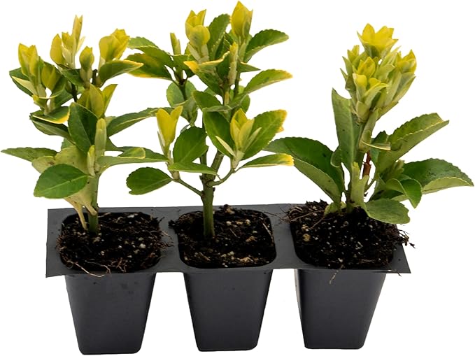 3 Golden Euonymus Shrubs | Live Plants in 2.5-inch Nursery Cubes | Japonica ‘Aureo-Marginatus’ Variety | Easy-Care Evergreen | Variegated Yellow-Green Foliage | Hedges & Shrubs for Home & Garden