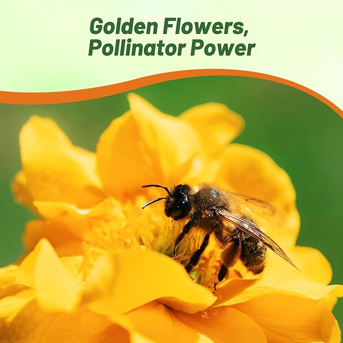 Outsidepride Lady Stratheden Geum Seeds - 2000 Pcs Easy to Grow Perennial Flower Seeds for Planting with Vibrant Blooms Attractive to Pollinators, for Cut Flower Arrangements, Borders, & Flower Beds