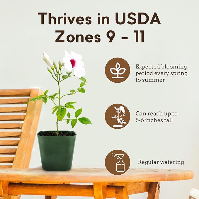 My Shelfie - Pink Bower Flower Vine, Pink Plant Vine for Trellises, Railings, Balconies, and More, 5-6 Inches Tall Live Plants in 2-Inch Pot, Outdoor Plant for USDA Zones 9-11 (3)