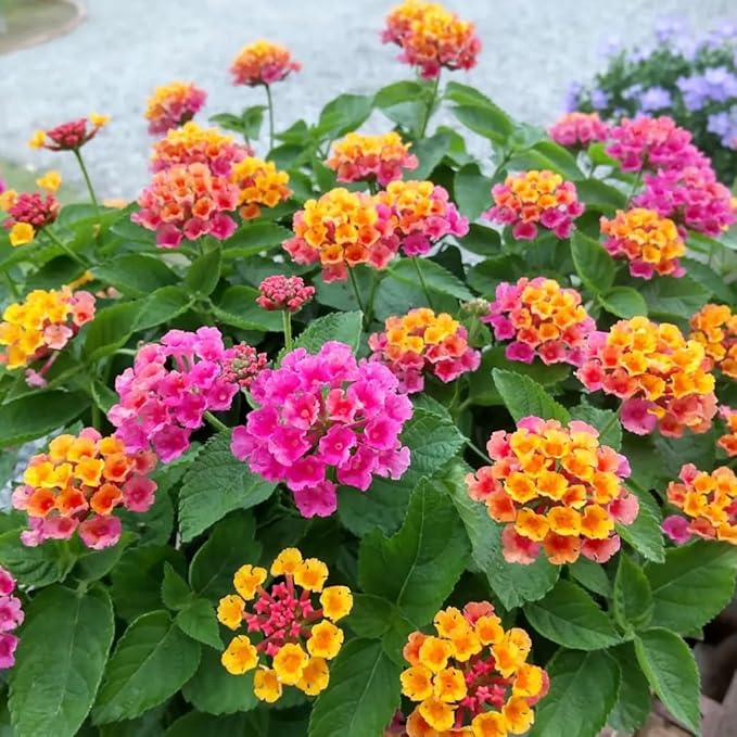 2 Trailing Lantana Plants Live, Lantana Live Plants for Planting Outdoors Between 5 and 7 Inc Long Garden (Orange)