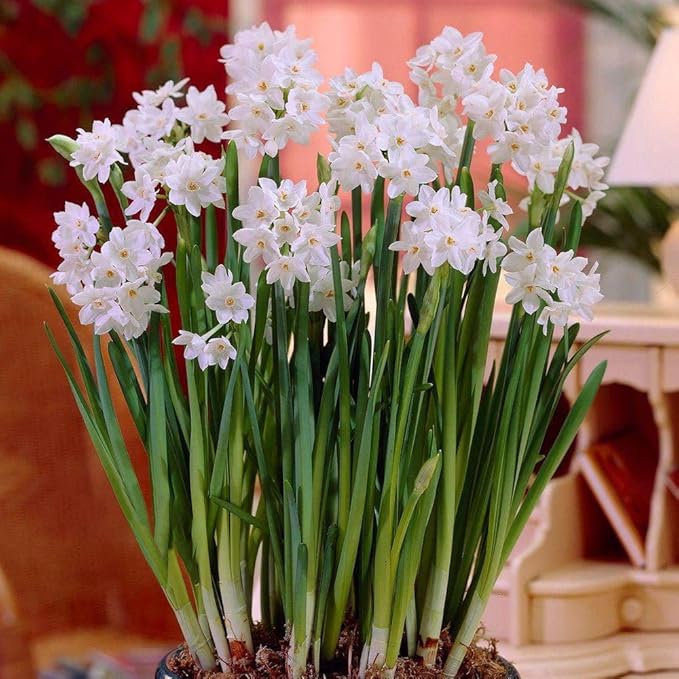 Ziva Paperwhite Flower Bulbs - 5 Bulbs - Large 15/+ cm Size - Paperwhite Narcissi