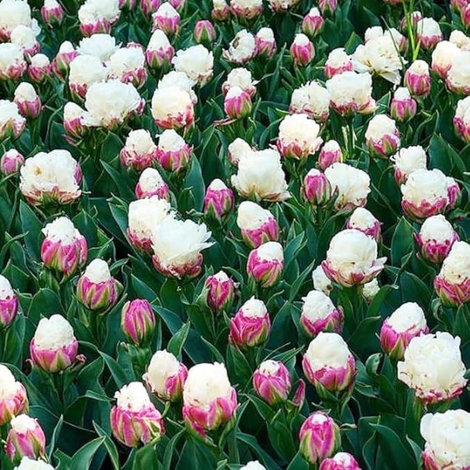 15 Ice Cream Tulip Bulbs for Fall Planting, Tulip Spring Flower Bulbs Perennial Outdoor, Colorful Blooms Groundcover Bulb