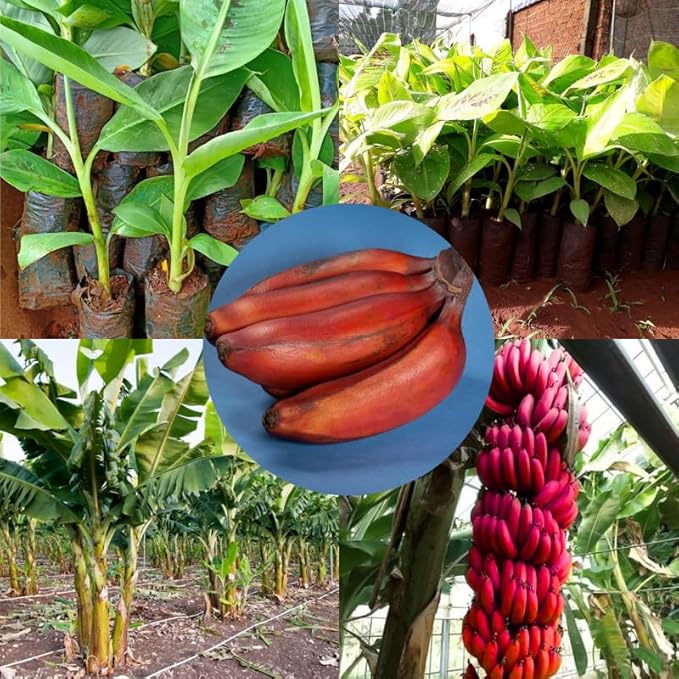 Red Banana Plant Live for Planting, Banana Trees Live Plants for Outdoor Indoor Planting, Cold Hardy, 4-7" in Tall, No Pot, Musa Plant