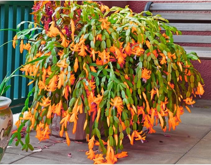 Thanksgiving Cactus Plants Live in 4" Pot, Holiday Christmas Cactus, Colorful Indoor Houseplant, Zygocactus Like, Ready to Bloom (Light Orange or Salmon)