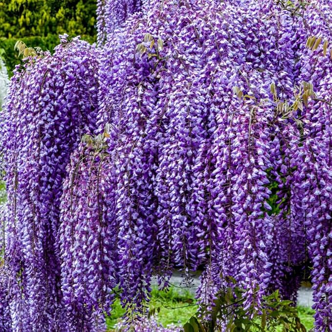 American Wisteria Tree Live Plant, 6 to 12 Inch Tall, Wisteria Vine Live Plant, Fragrant Wisteria Flowers Potted