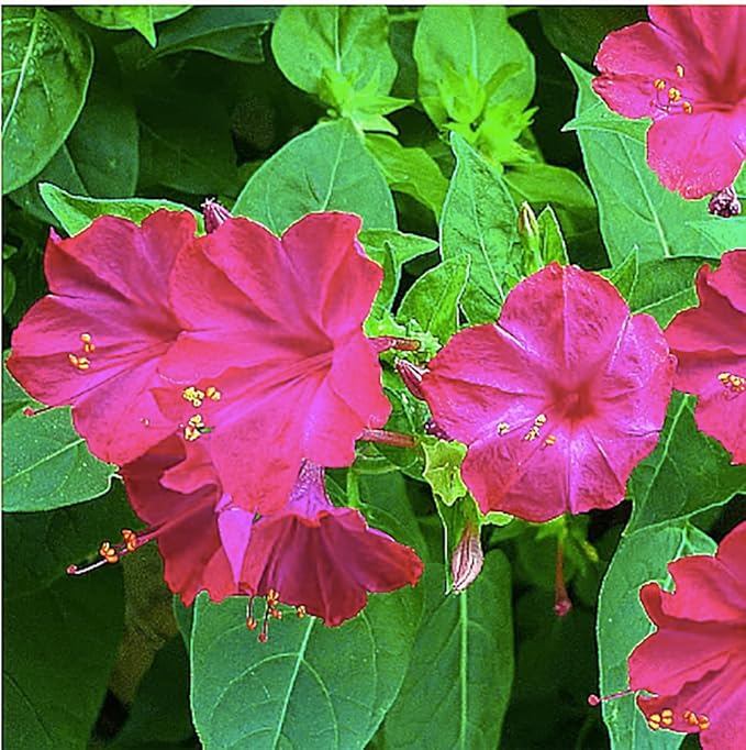 80 Rose Four O'Clock Seeds - Tender Perennial That Reseeds Easily