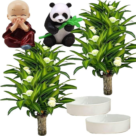 Brazilian Lucky Wood Plant, Brazilian Wood with Energy Crystals, Low-Light Office, Bedroom Decor, Home Good Luck Decor (Purple+Panda)