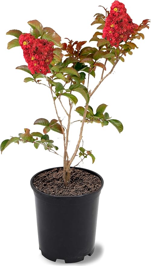 American Plant Exchange Miss Frances Crape Myrtle Tree Live, 1-Gallon Pot, 1-1.5ft Tall, Vibrant Red Flowers, Drought-Tolerant, Large Outdoor Landscape Accent, Year-Round Beauty