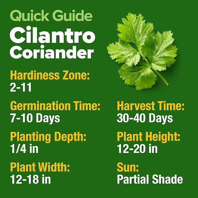 HOME GROWN 500+ Cilantro Seeds for Planting Indoors or Outdoors - Heirloom Coriander Seeds, Grow Your Own Cilantro Plant - Culinary Herb Seeds for Your Herb Garden