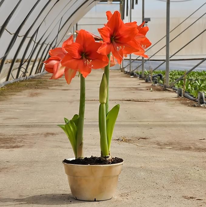 Bellini Amaryllis Bulb - Bare Root for Stunning Blooms - Orange Tangerine Front with Light Back - Unique Two-Tone Color for Gardens, Pots & Indoor Décor - Easy-to-Grow Amaryllis Bulbs