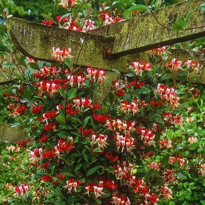 Pink Climbing Honeysuckle Plant Live, Fragrant Honeysuckle Plants Vine Bushes in 2.5 Inch Pot