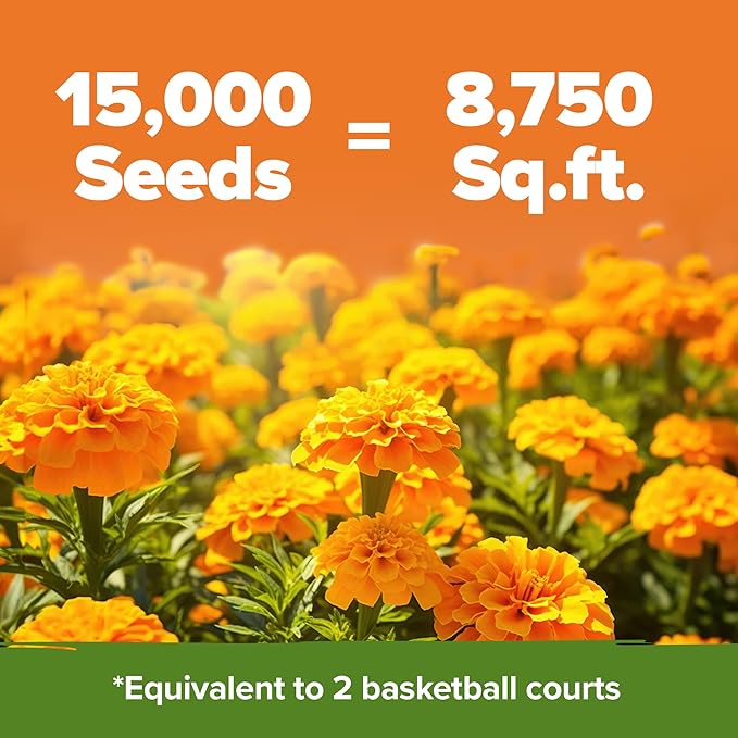 HOME GROWN Crackerjack Marigold Seeds 2.05oz - 15,000 Flower Seeds Planting Outdoor, Large Bulk Pack, Sourced, High Germination, Companion Planting, Orange (Tagetes erecta)