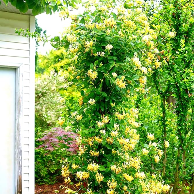 Set 2 Fragrant Honeysuckle Plants Live, Live Honeysuckle Plants 5-9" Tall Vines Bushes Climbing for Planting (Gold White)