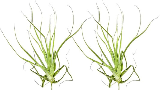 ragnaroc Air Plants - Tillandsia Straminea Jumbo 6-9" - 2ct - Live Arrival Guaranteed - House Plants for Home Decor & Gift