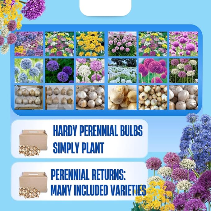 25 Mix Allium Bulbs, Allium Bulbs for Planting Fall Spring Garden Outdoors, Colorful Ornamental Flowering Onion Bulb, Hardy Perennial Flower Bulb